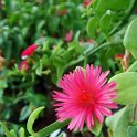 Picasa 2.7